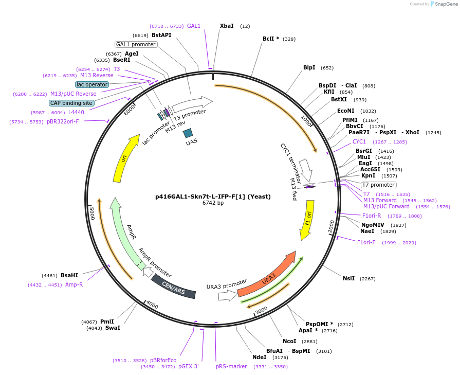 52896-plasmid-map-sequence-id-467312