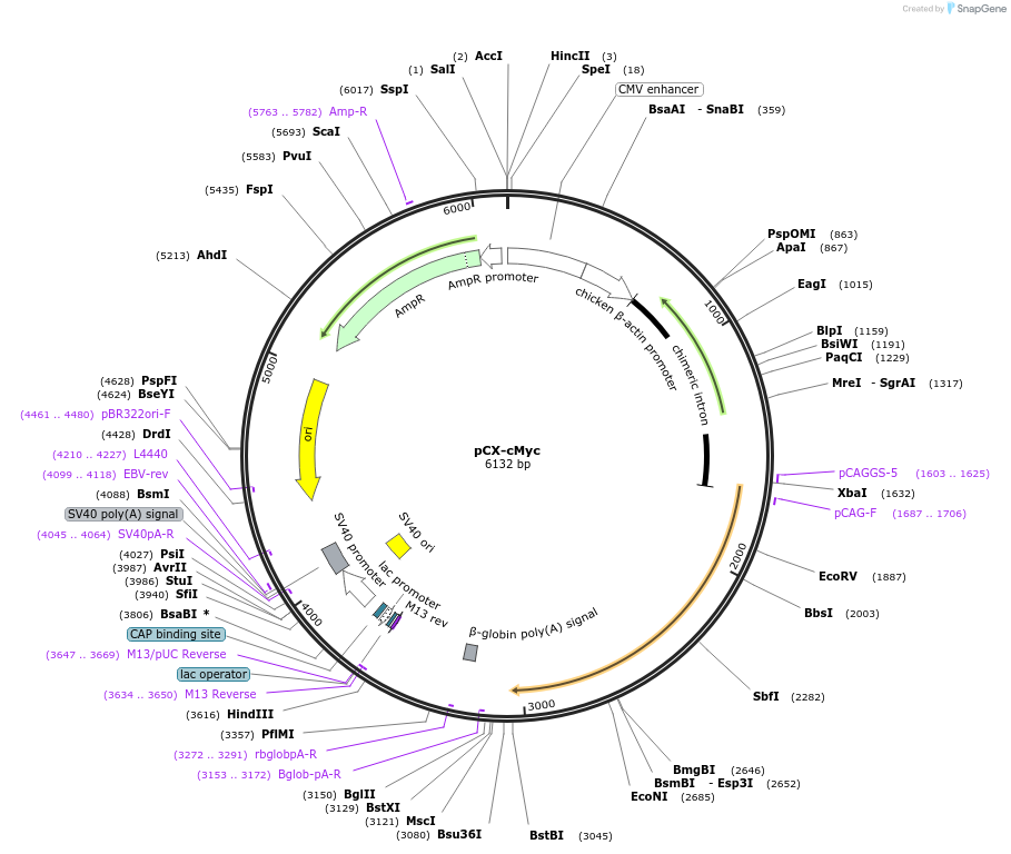 19772-plasmid-map-sequence-id-467314