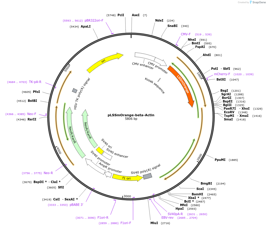37136-plasmid-map-sequence-id-46733