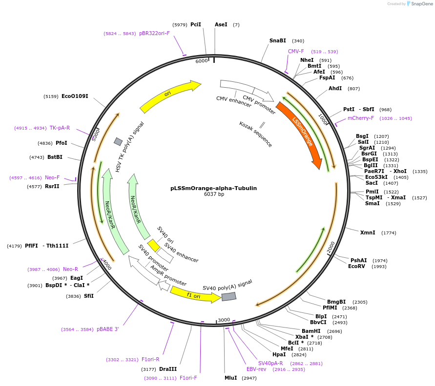 37137-plasmid-map-sequence-id-46734