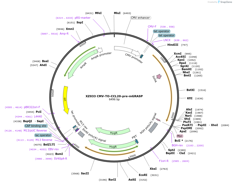 233417-plasmid-map-sequence-id-467416