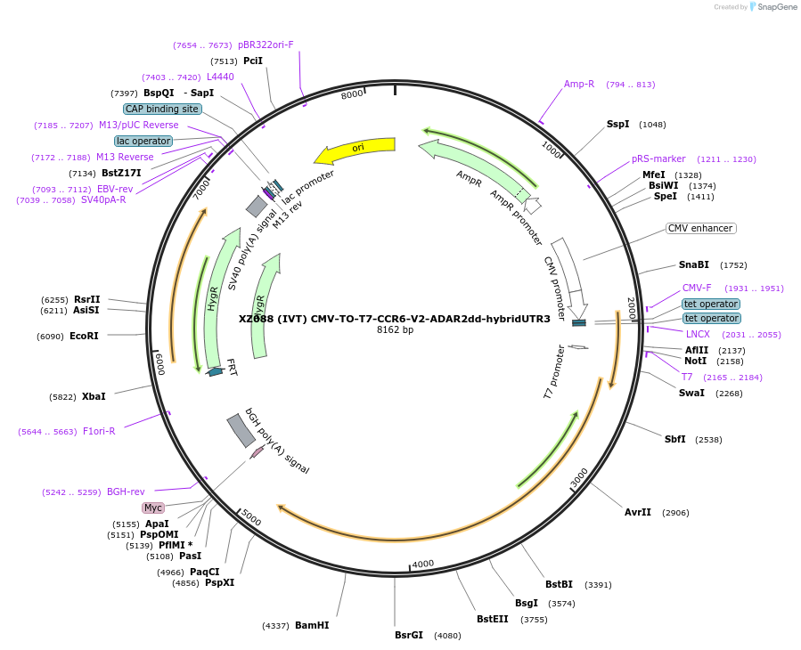 233421-plasmid-map-sequence-id-467421
