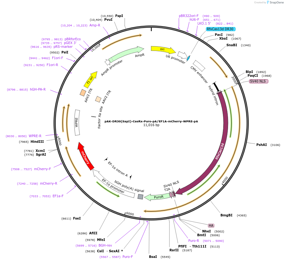 233045-plasmid-map-sequence-id-467425