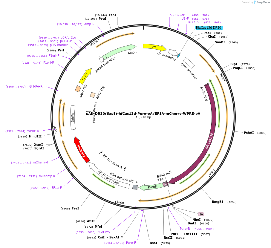 233046-plasmid-map-sequence-id-467426