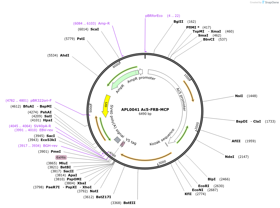 233412-plasmid-map-sequence-id-467429