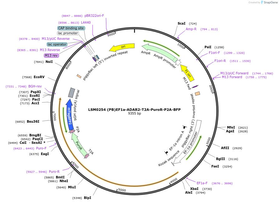 233445-plasmid-map-sequence-id-467440