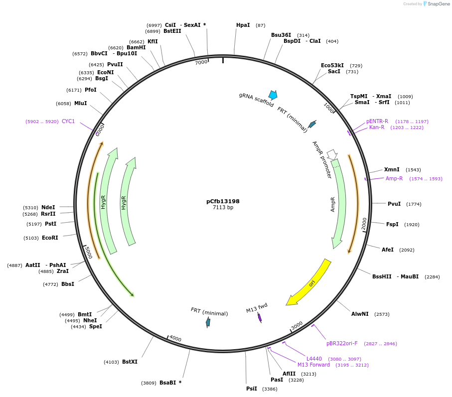 219873-plasmid-map-sequence-id-467444