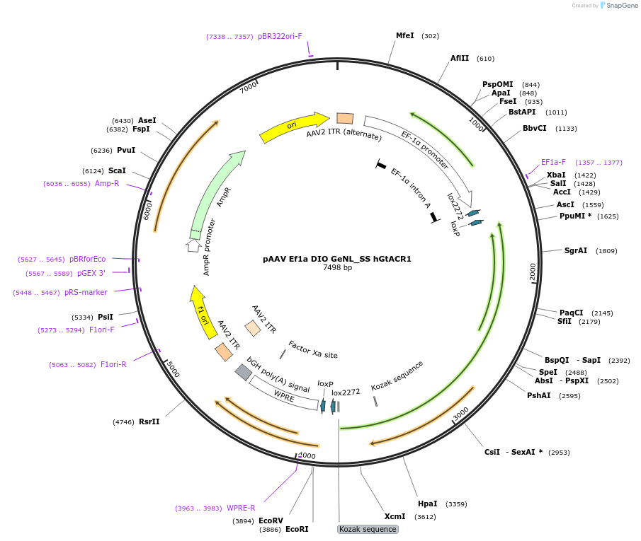 233511-plasmid-map-sequence-id-467450