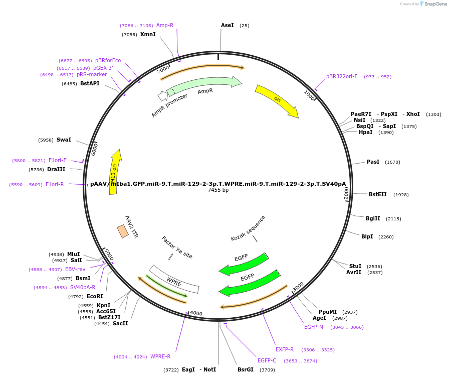 226475-plasmid-map-sequence-id-467452
