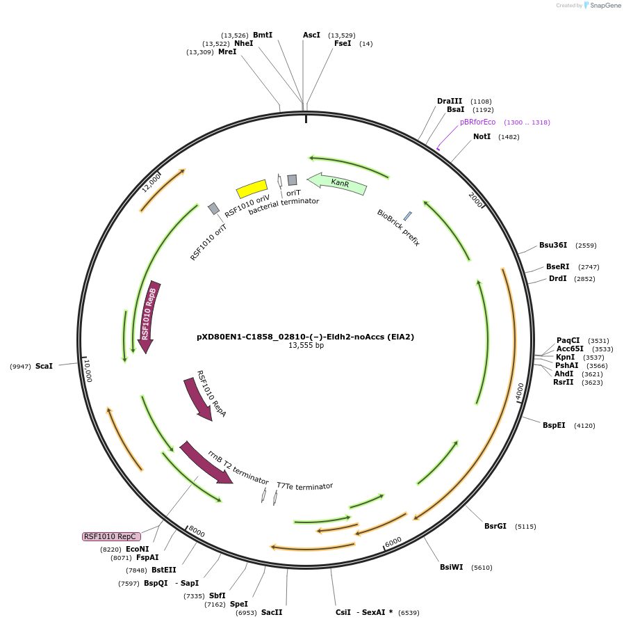 225309-plasmid-map-sequence-id-467474