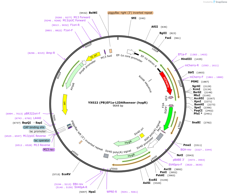 233431-plasmid-map-sequence-id-467479