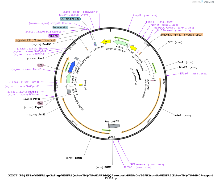 233385-plasmid-map-sequence-id-467482