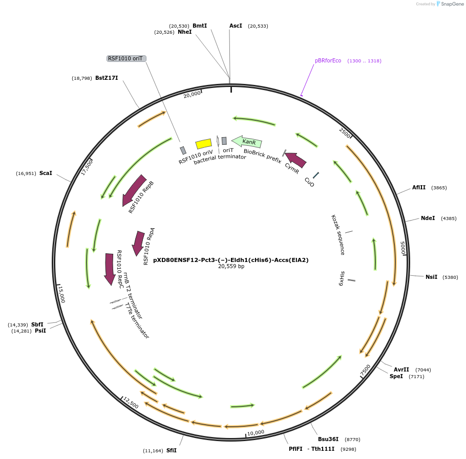 233870-plasmid-map-sequence-id-467487