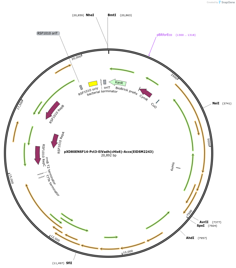 233871-plasmid-map-sequence-id-467488