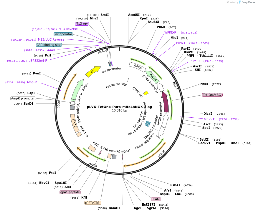 234985-plasmid-map-sequence-id-467493