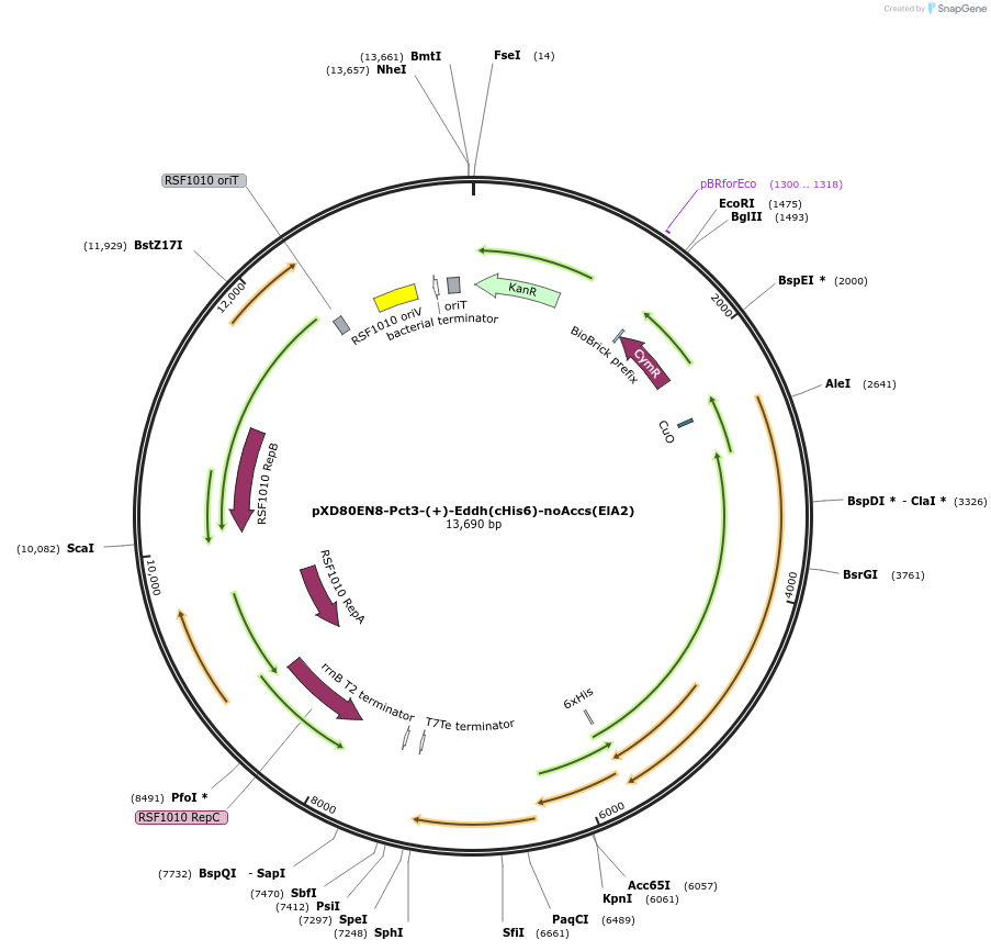 233879-plasmid-map-sequence-id-467495
