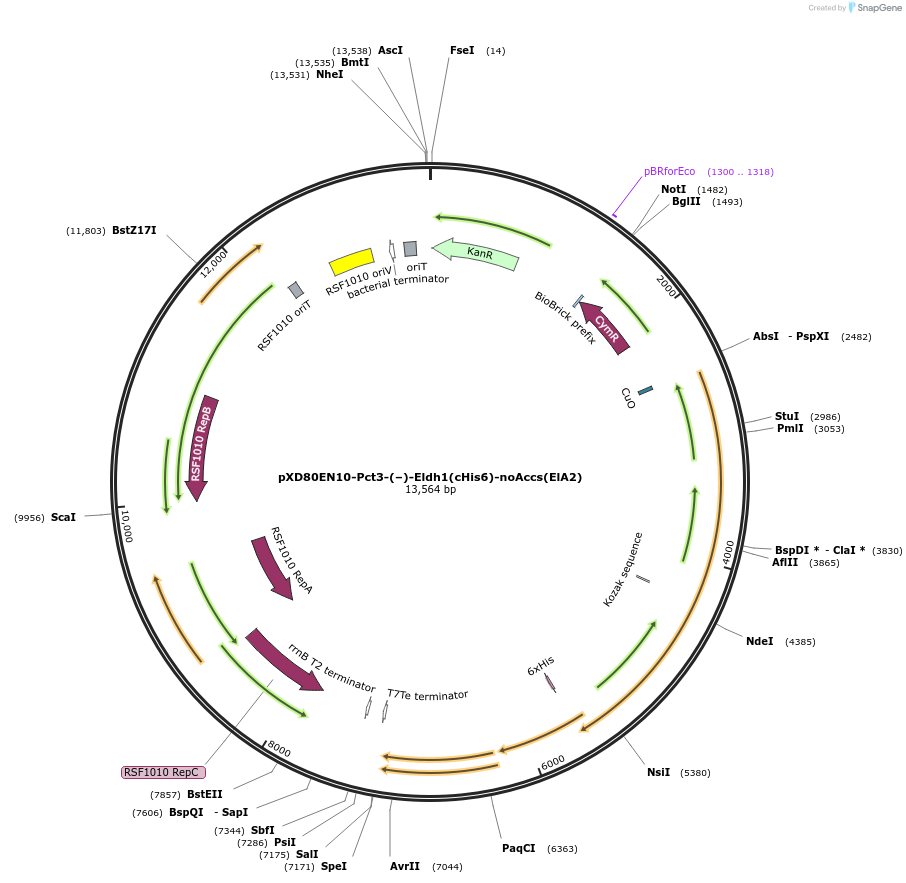 233880-plasmid-map-sequence-id-467497