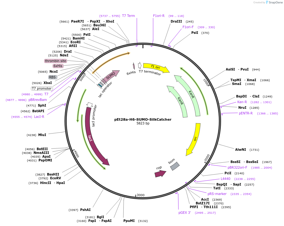 230902-plasmid-map-sequence-id-467510