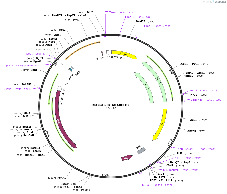 230903-plasmid-map-sequence-id-467512
