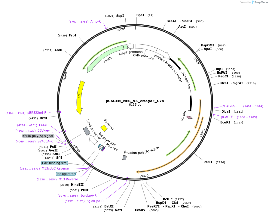 235615-plasmid-map-sequence-id-467514