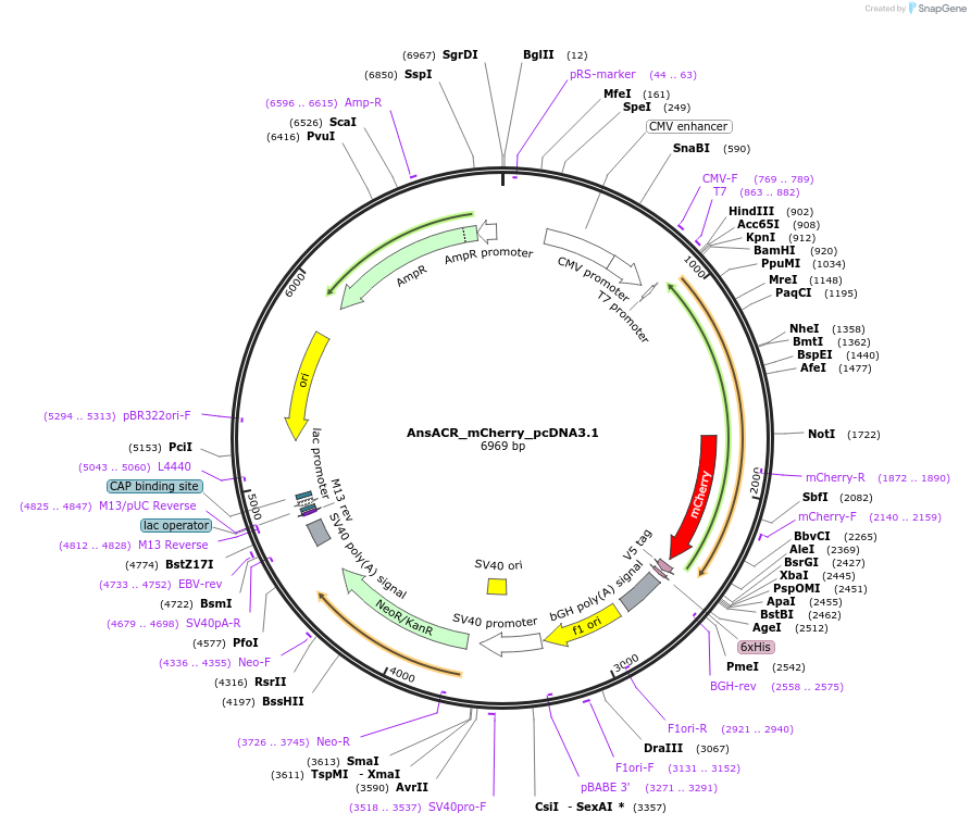 232598-plasmid-map-sequence-id-467517