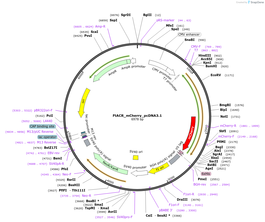 232599-plasmid-map-sequence-id-467519