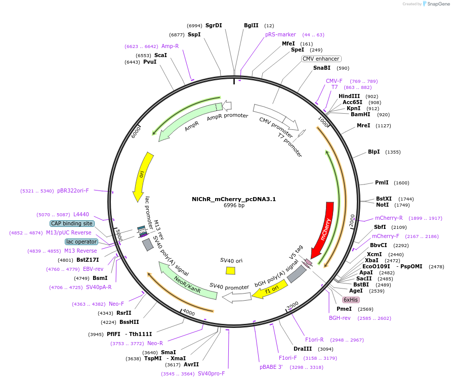 232600-plasmid-map-sequence-id-467522