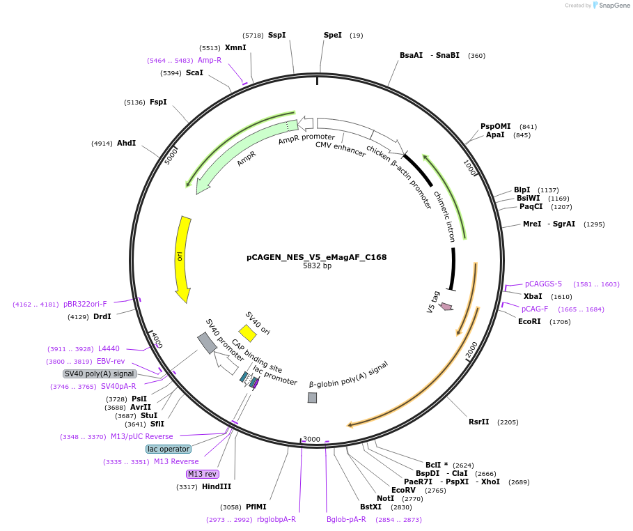 235623-plasmid-map-sequence-id-467530