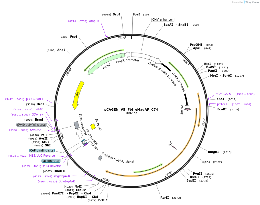 235641-plasmid-map-sequence-id-467531