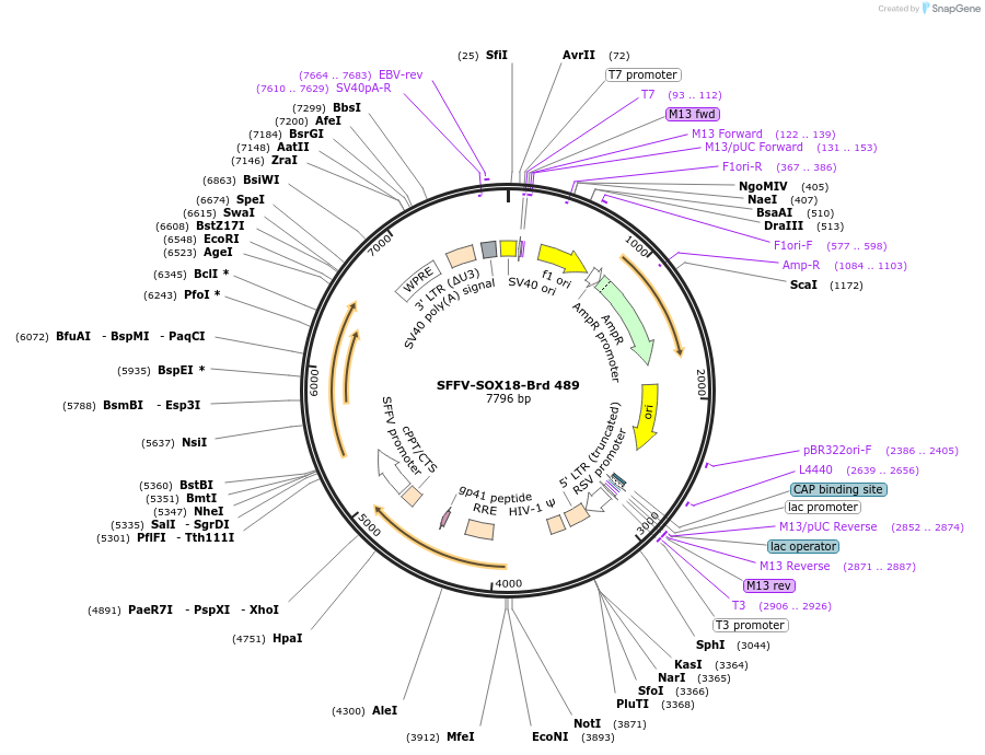 219383-plasmid-map-sequence-id-467532