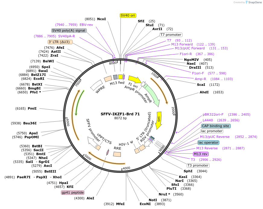 219049-plasmid-map-sequence-id-467534