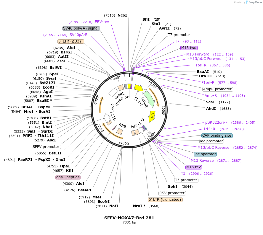 219222-plasmid-map-sequence-id-467538