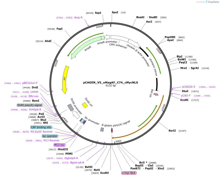 235640-plasmid-map-sequence-id-467541