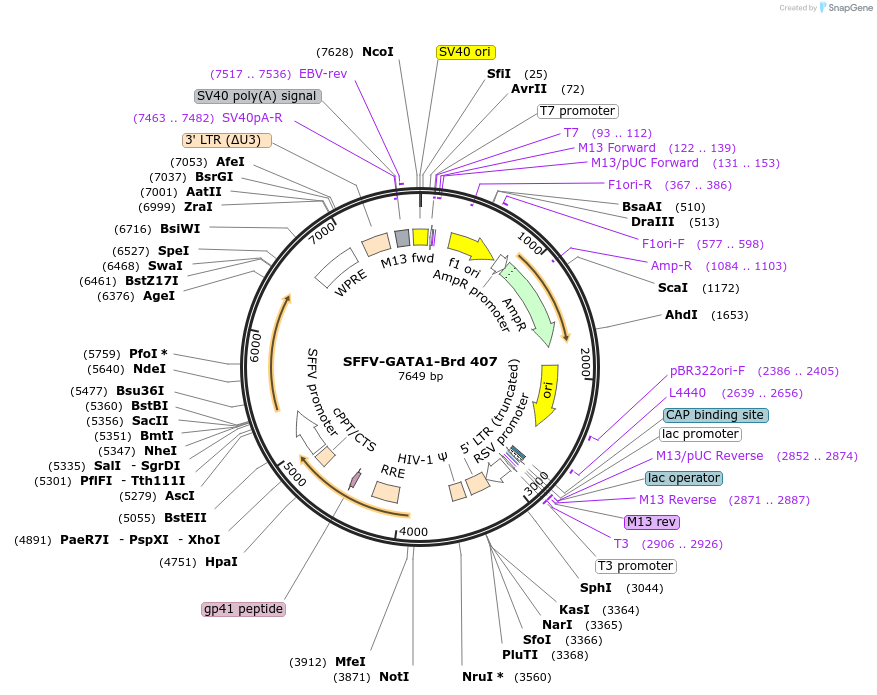 219330-plasmid-map-sequence-id-467545