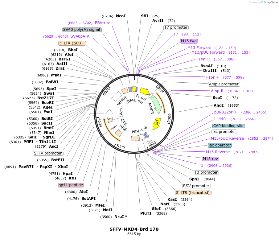 219140-plasmid-map-sequence-id-467547