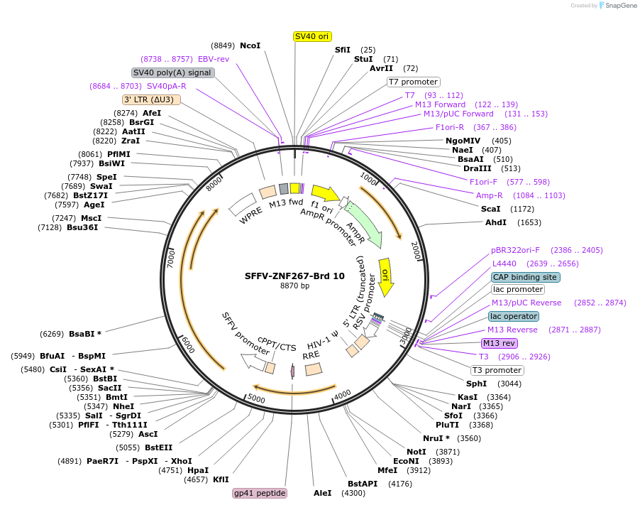 218994-plasmid-map-sequence-id-467549
