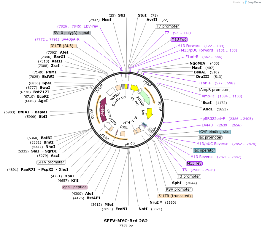 219223-plasmid-map-sequence-id-467550