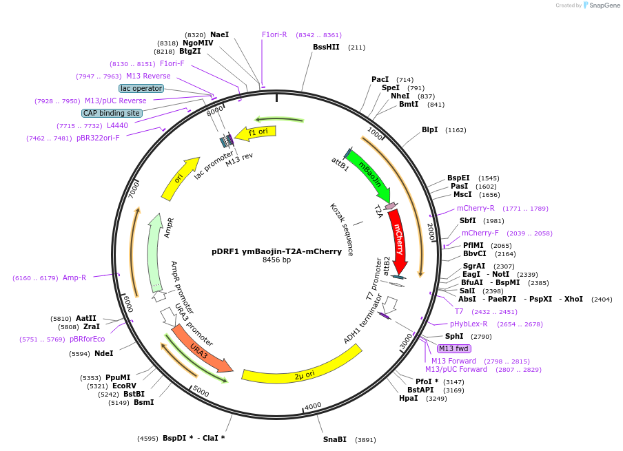 219857-plasmid-map-sequence-id-467551