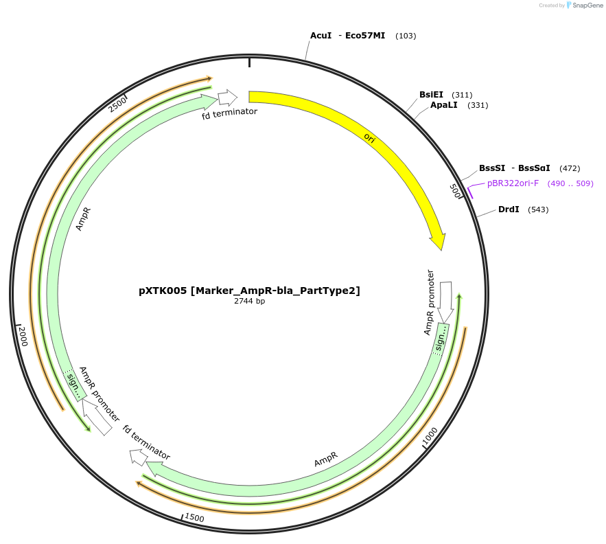 229242-plasmid-map-sequence-id-467554