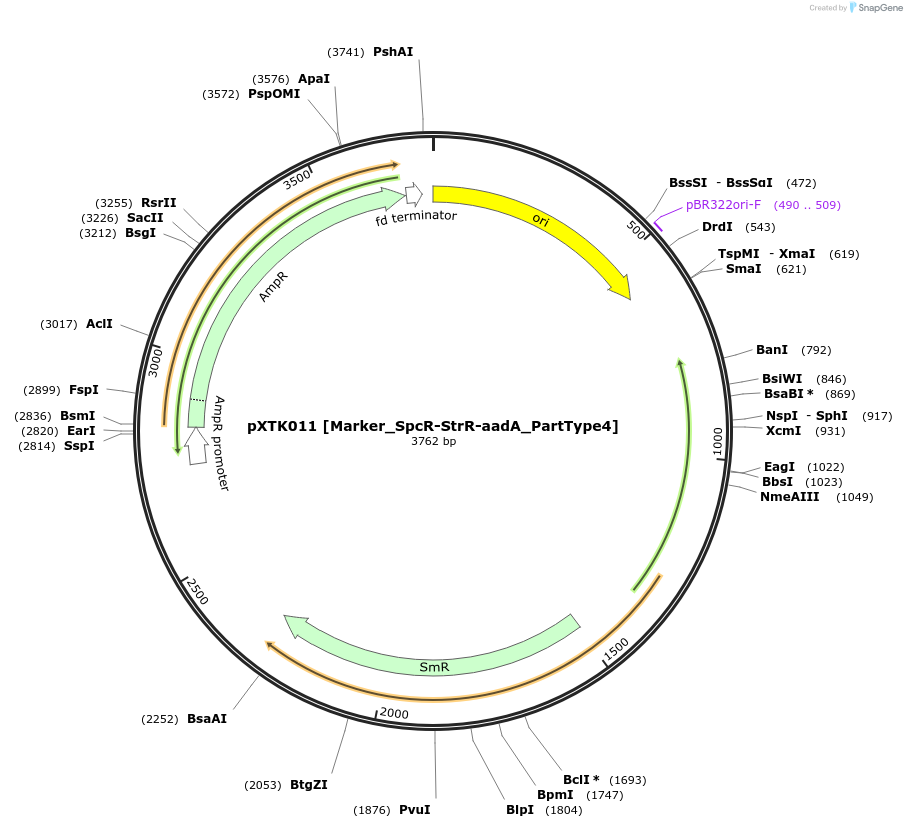 229248-plasmid-map-sequence-id-467555