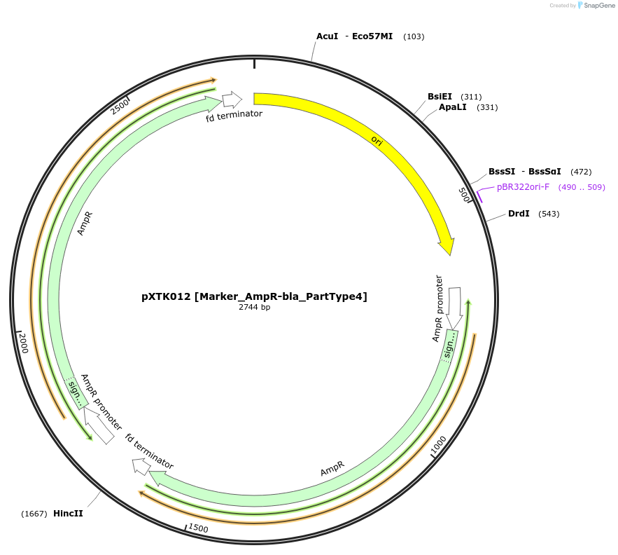 229249-plasmid-map-sequence-id-467557