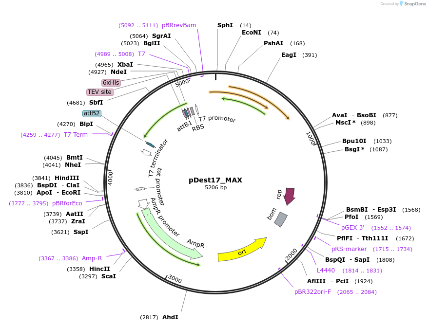 234044-plasmid-map-sequence-id-467610