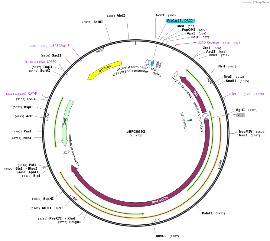 231993-plasmid-map-sequence-id-467616
