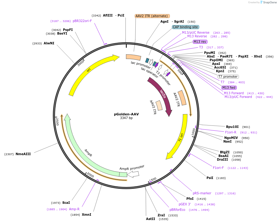 51424-plasmid-map-sequence-id-467619