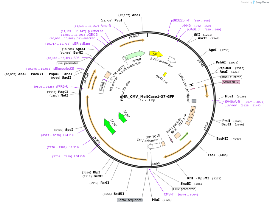 234069-plasmid-map-sequence-id-467620