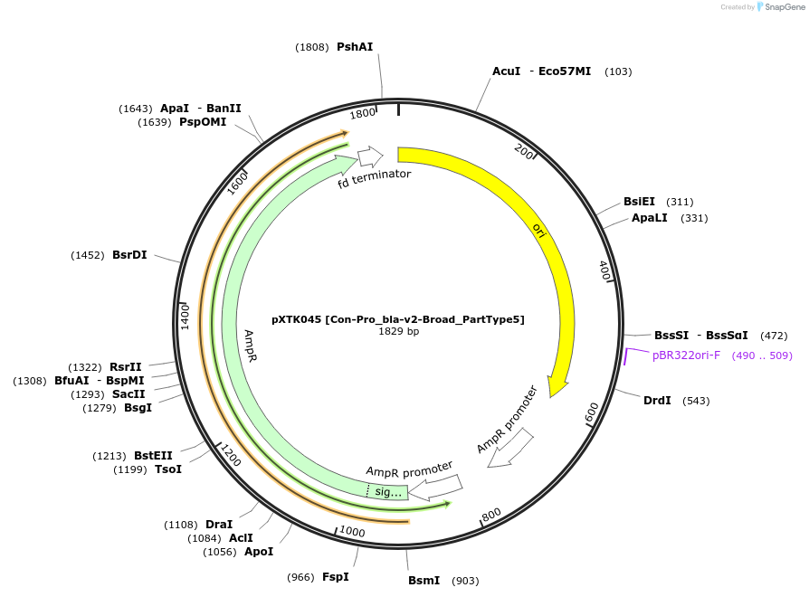 229282-plasmid-map-sequence-id-467647