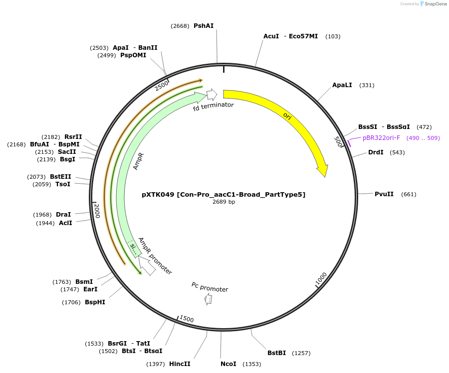 229286-plasmid-map-sequence-id-467649