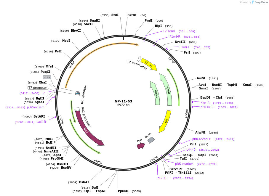 234358-plasmid-map-sequence-id-467654