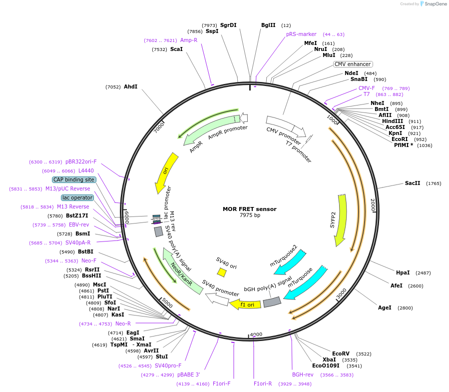 231807-plasmid-map-sequence-id-467728