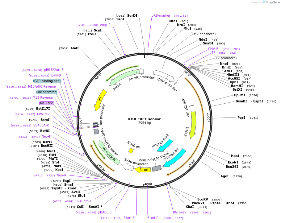 231808-plasmid-map-sequence-id-467730